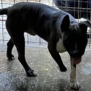 380260102265640 Leo
