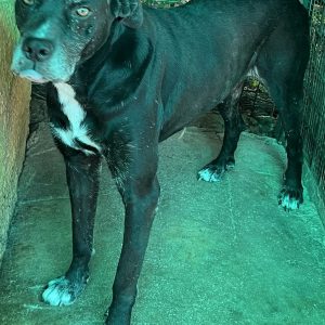 380260102799437 Achille