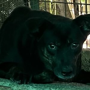 380260102625675 Charlie