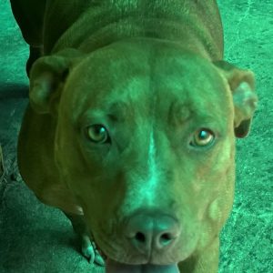380260102419675 Maya