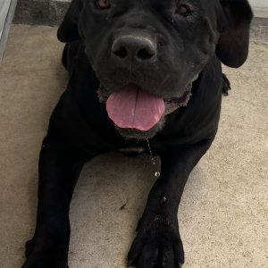 380260103042165 Nerone