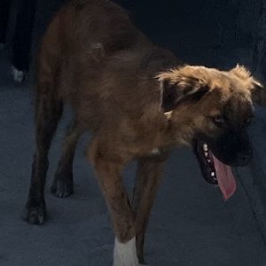 380260102925969 Bolt