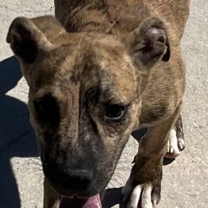 380260102929604 Balou