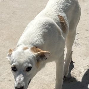 380260102625759 Bonnie