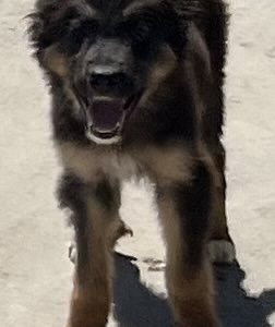 380260102926349 Bailey