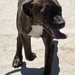 380260102905422 Benji