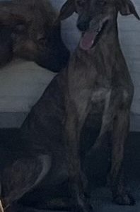 380260102825352 Bella