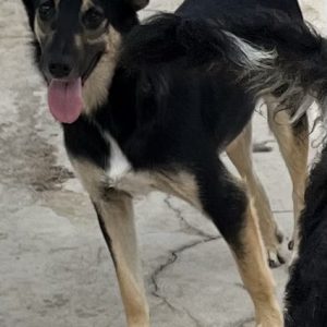 380260102863846 Pongo