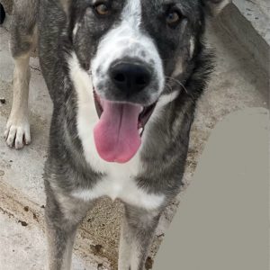 380260102866128 Penny