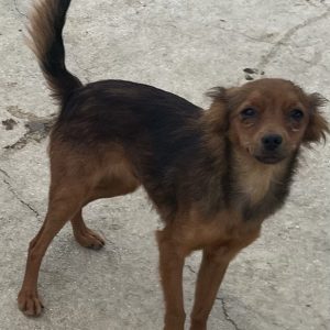 380260102904189 Ombrina