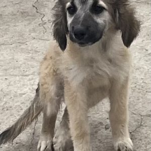 380260103042388 Olga