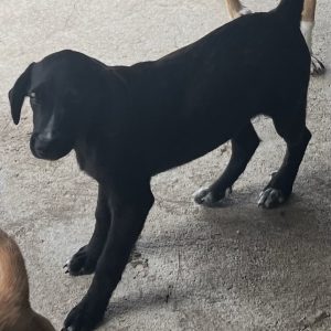 380260103042515 Olaf