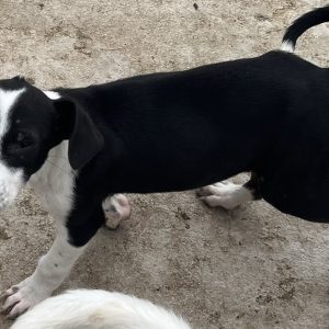 380260103042771 Stella