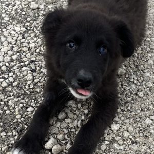 380260102911793 Nerina