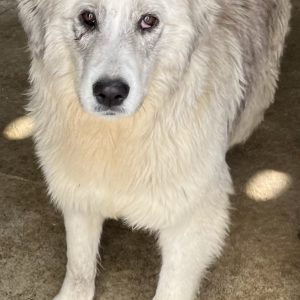 380260102866577 Grazia