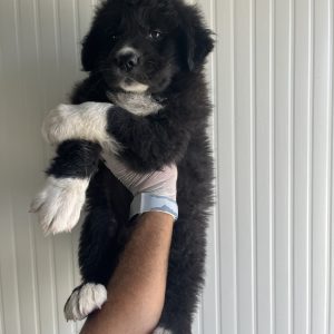 380260103423408 Athena